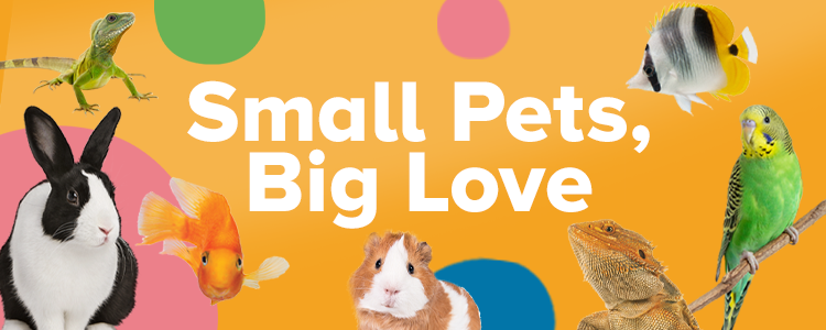 Petsmart live best sale small pets